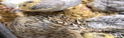 Mixed Breed birds for sale: 5 quail chicks  in Manchester - Advert 6