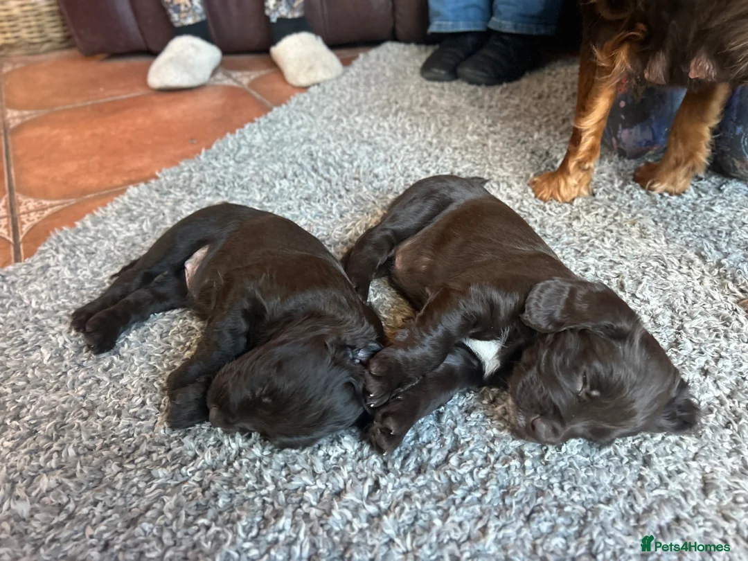 Cocker Spaniel dogs for sale: ✨READY NOW KC & DNA Tested Pup Licensed Breeder ✨ - Advert 2