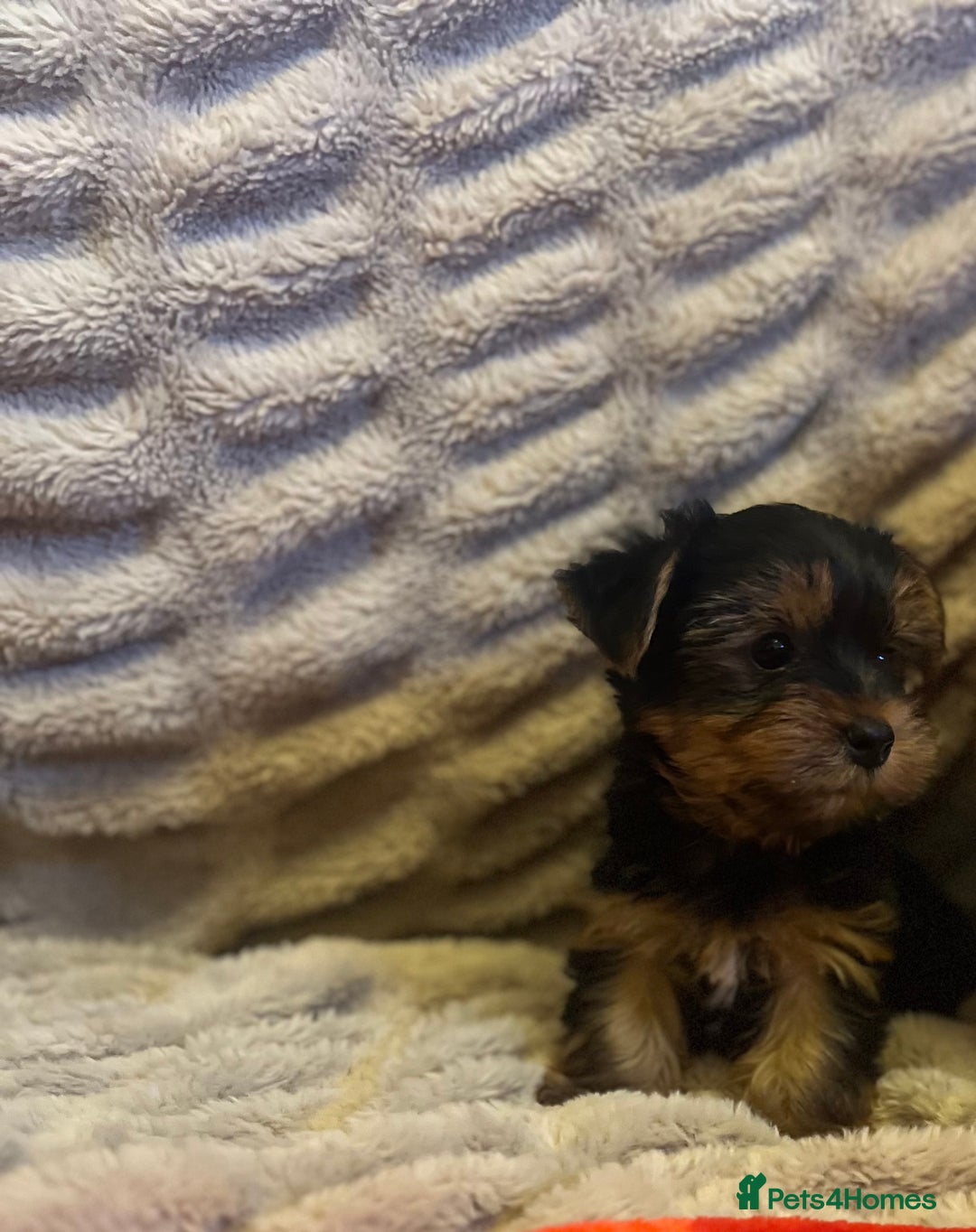 Yorkshire Terrier dogs for sale: Yorkshire terrier puppy’s  - Advert 5