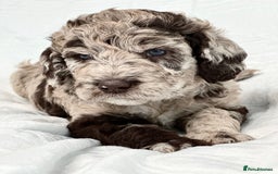 Australian Labradoodle dogs for sale: *waiting list* Australian labradoodles - Image 30