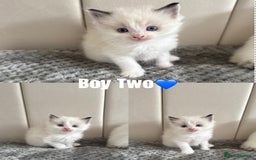 Ragdoll cats for sale: Five Beautiful Pure Breed Ragdoll Kittens🤍 - Image 5