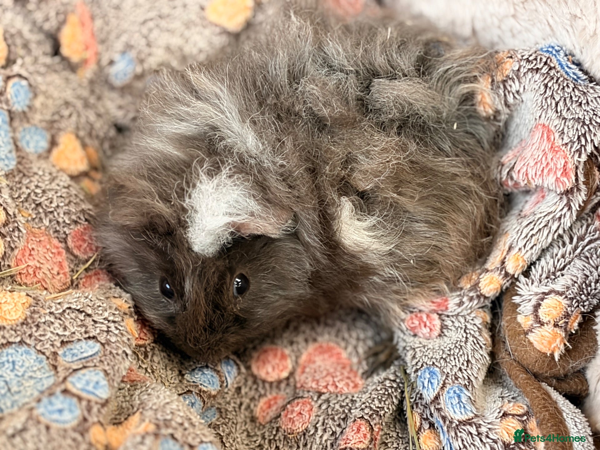 Guinea Pig rodents LOVELY BABY GUINEA PIGS - Advert 2