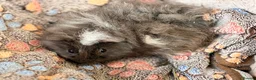 Guinea Pig rodents for sale: LOVELY BABY GUINEA PIGS - Advert 1