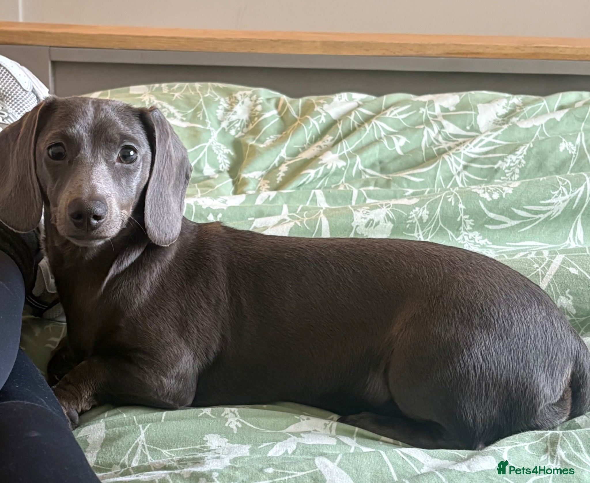 Miniature Dachshund dogs Blue miniature dachshund 9 months old female  - Advert 1