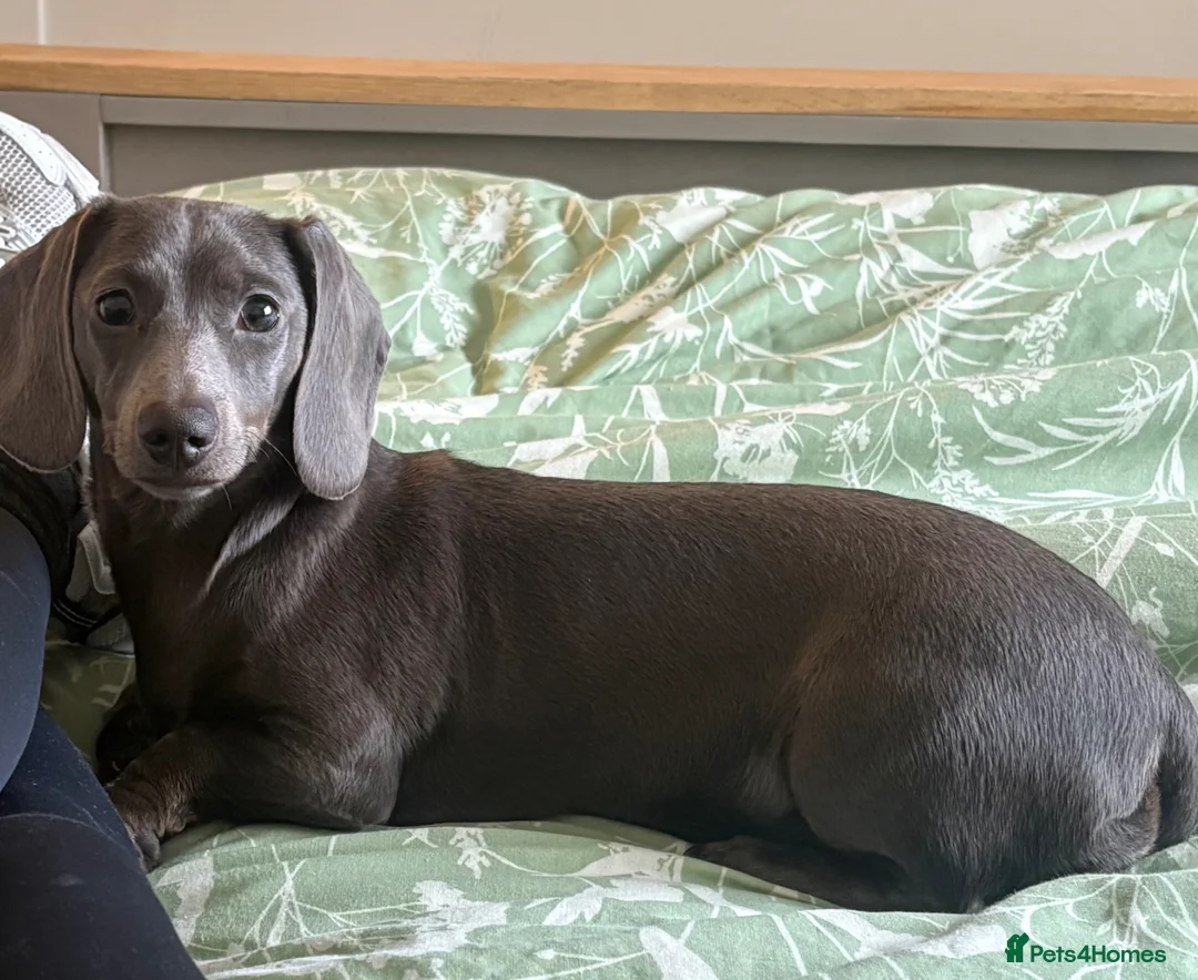 Miniature Dachshund dogs for sale: Blue miniature dachshund 9 months old female  - Advert 1