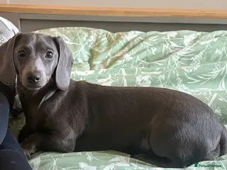 Miniature Dachshund dogs Blue miniature dachshund 9 months old female - Advert 8