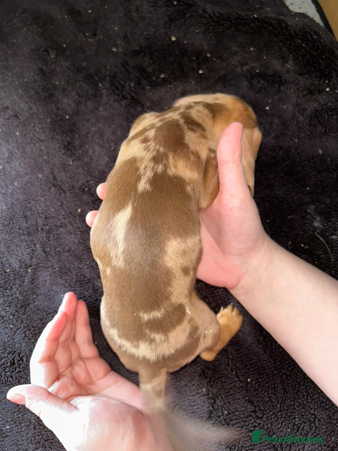 Miniature Dachshund dogs for sale: 3 beautiful boys left !!  - Advert 7