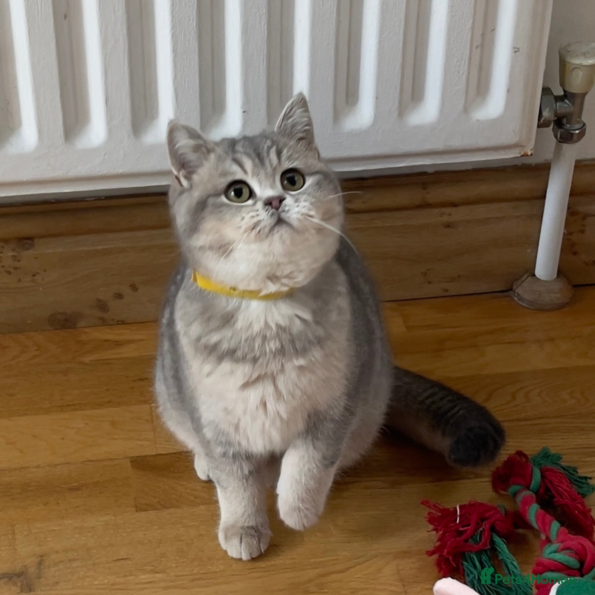 British Shorthair cats Remaining 2 TICA & GCCF British Shorthair Kittens - Advert 18
