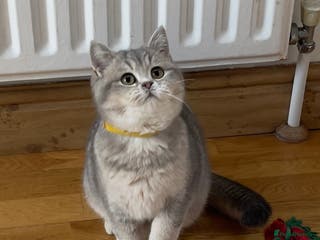 British Shorthair cats Remaining 2 TICA & GCCF British Shorthair Kittens - Advert 18