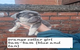 French Bulldog dogs for sale: 6 beautiful frenchies  - Image 10
