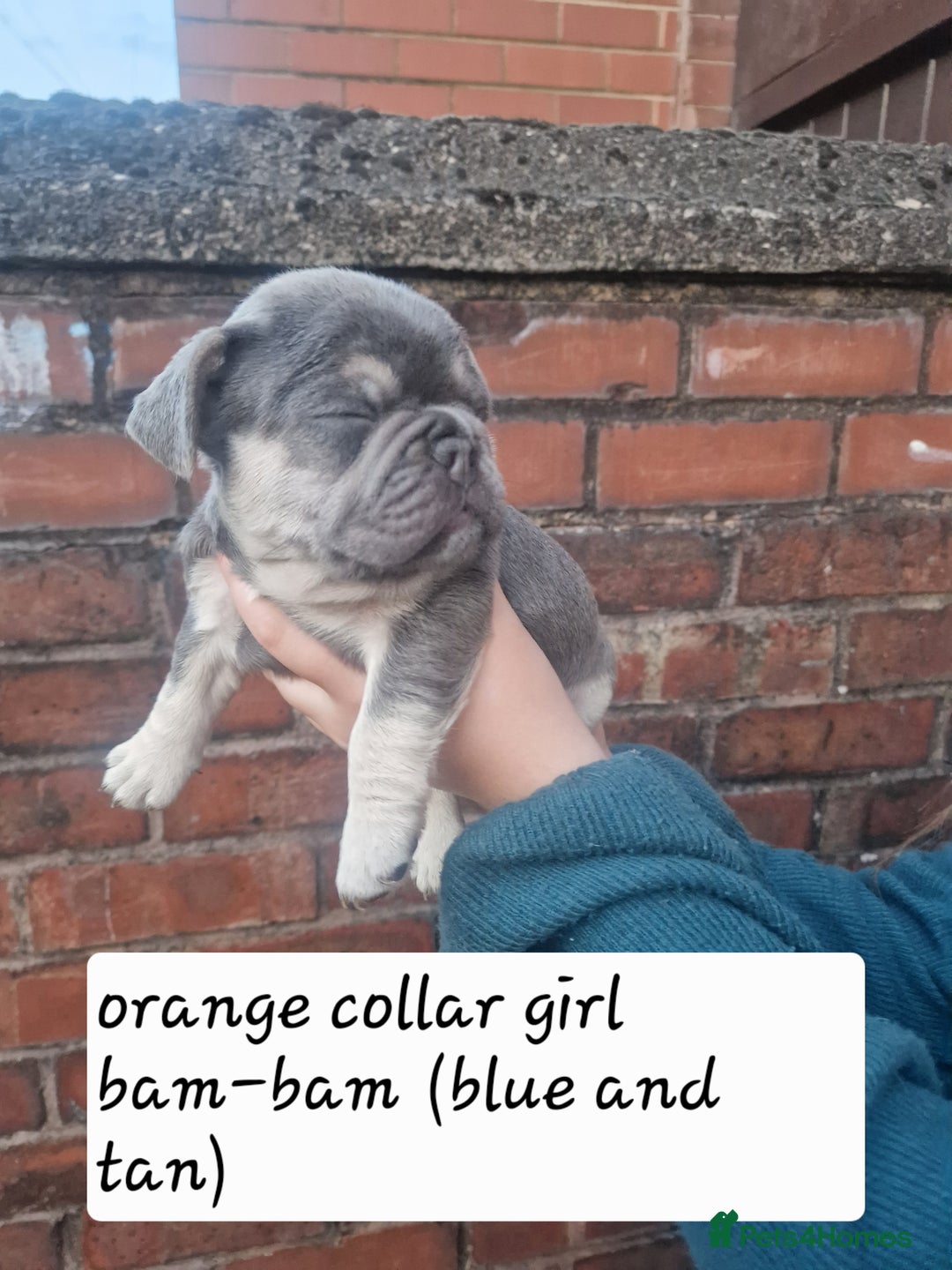 French Bulldog dogs for sale: 6 beautiful frenchies  - Image 10