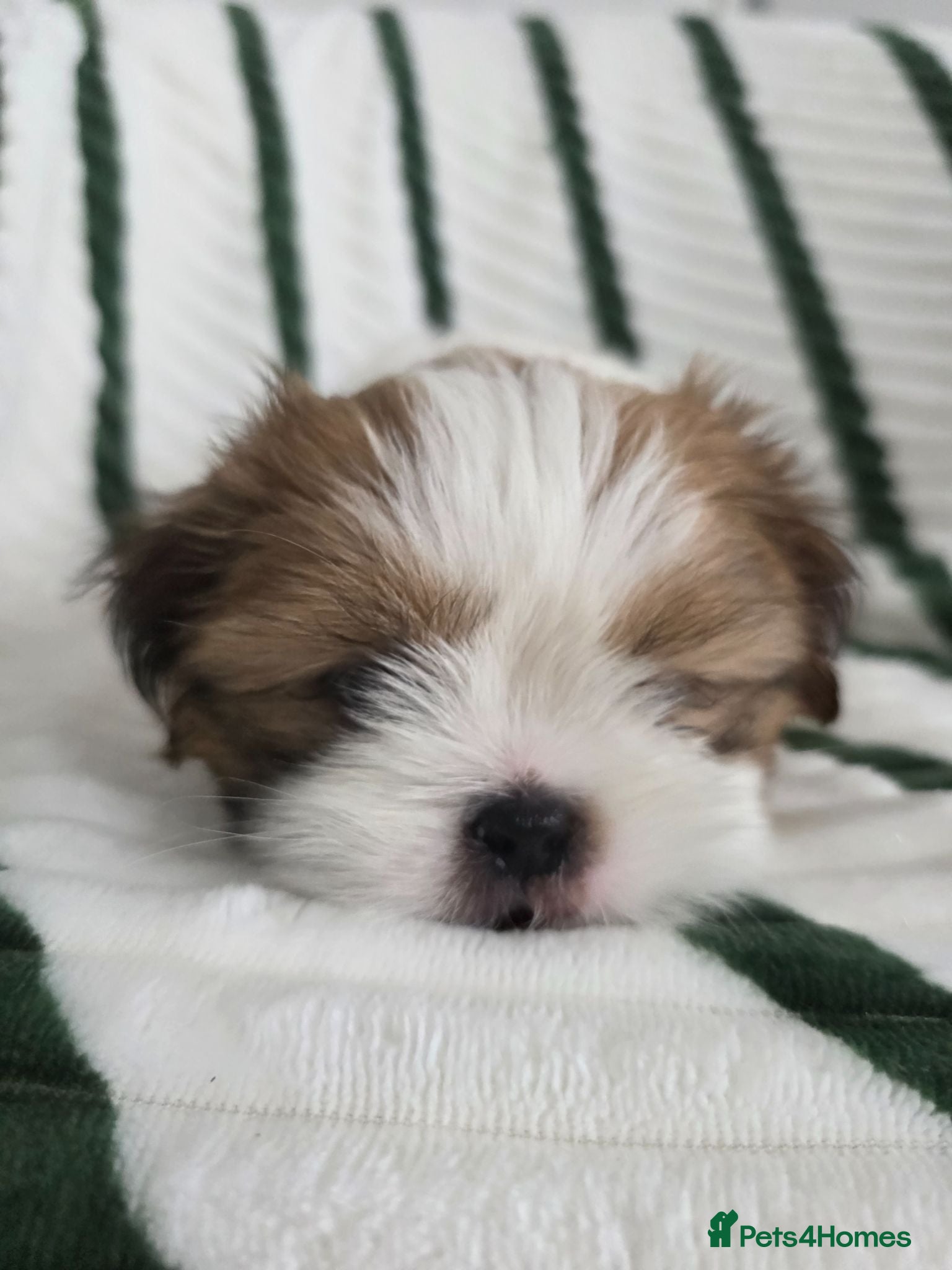 Mixed Breed dogs Shih tzu boy - Advert 2