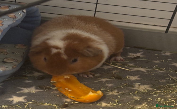 Guinea Pig rodents - Advert 1