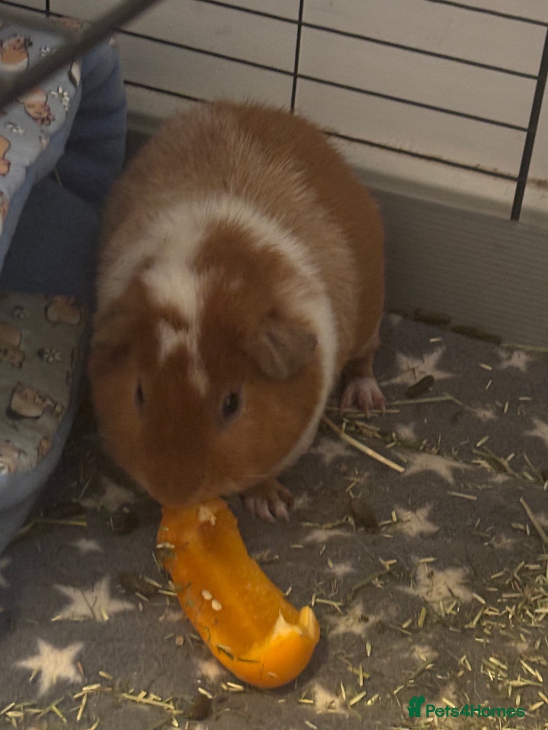 Guinea Pig rodents for sale: Teddy Boar for sale  - Image 1