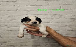 Cocker Spaniel dogs for sale: Cocker spaniels - Image 6