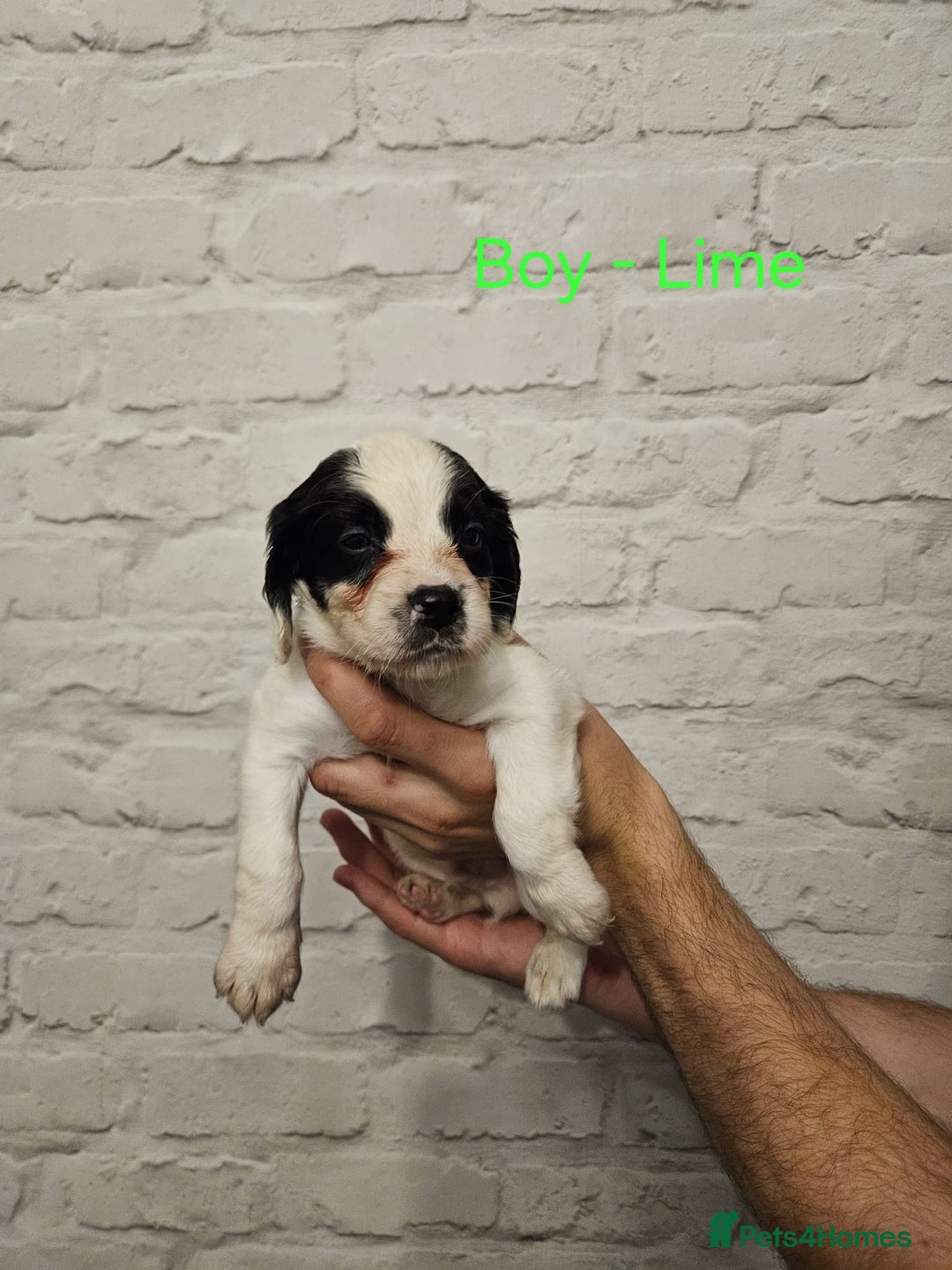 Cocker Spaniel dogs for sale: Cocker spaniels - Image 6
