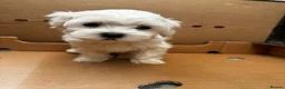Maltese dogs for sale:   Maltese boys  - Advert 7