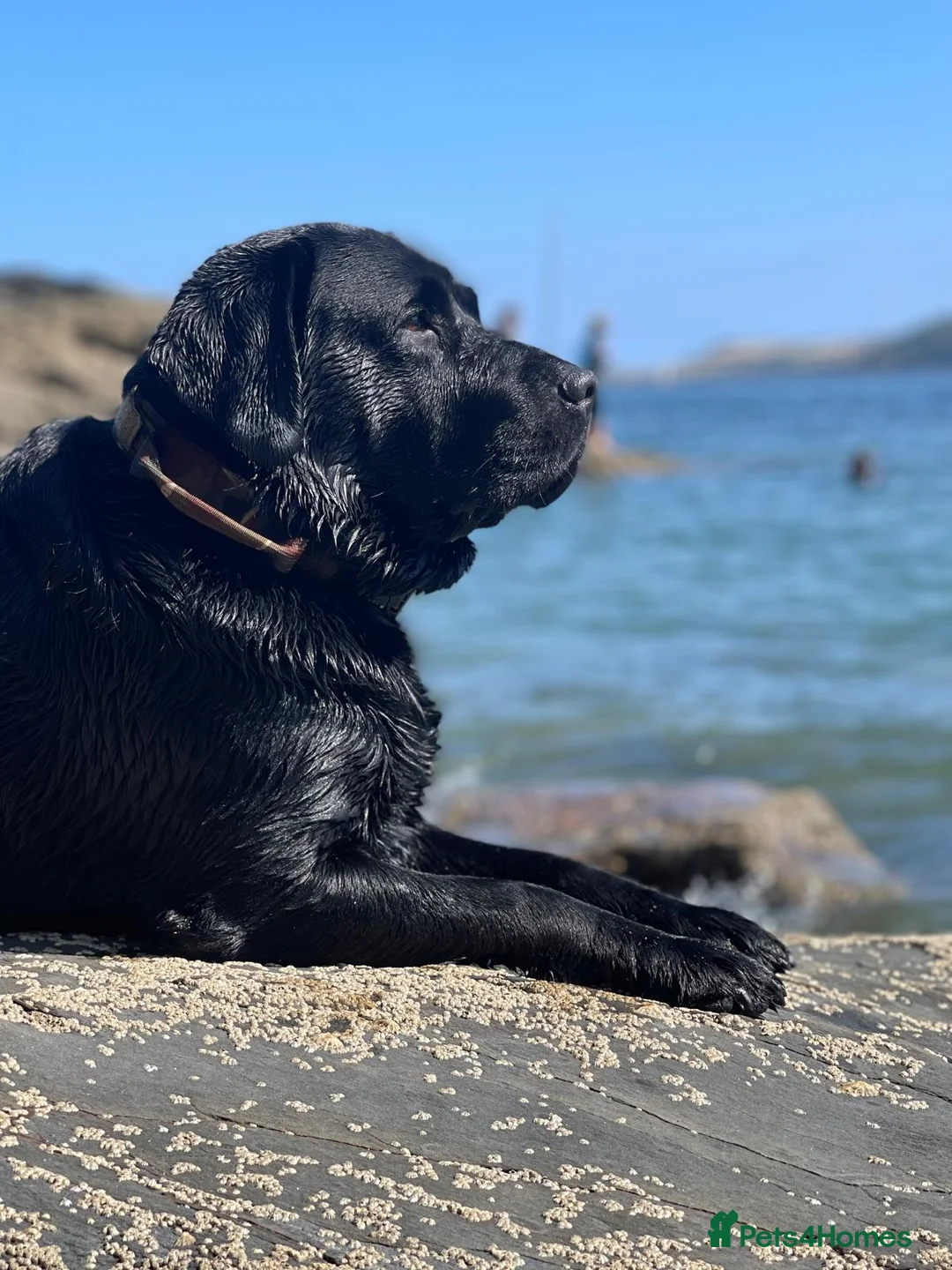 Labrador Retriever dogs for stud: Labrador retriever for stud - Advert 6