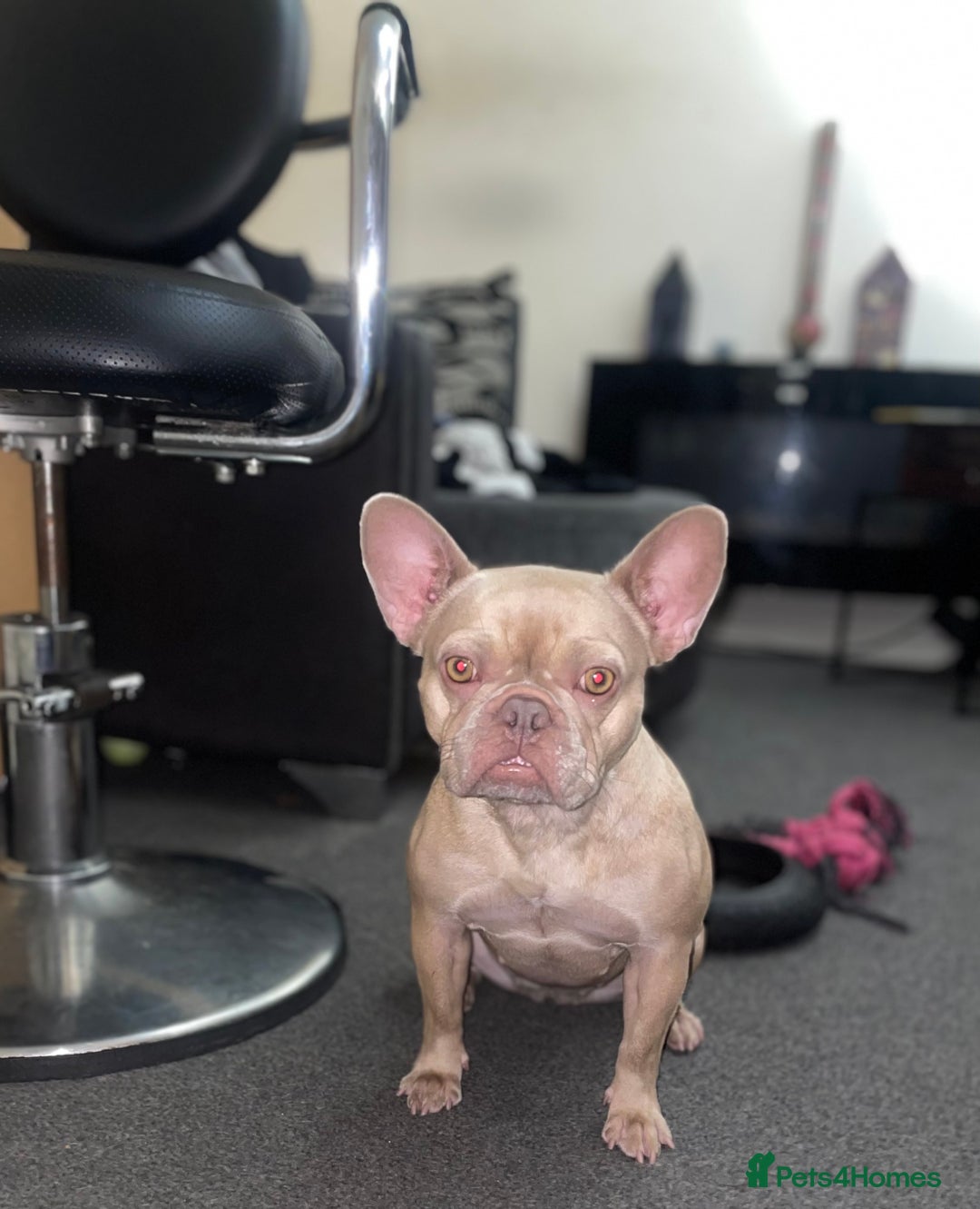 French Bulldog dogs for sale: Female Isabella French bulldog Kc registered  - Advert 7