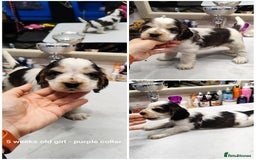 Cocker Spaniel dogs for sale: KC English Show Type Cocker Spaniel Puppies  - Image 21