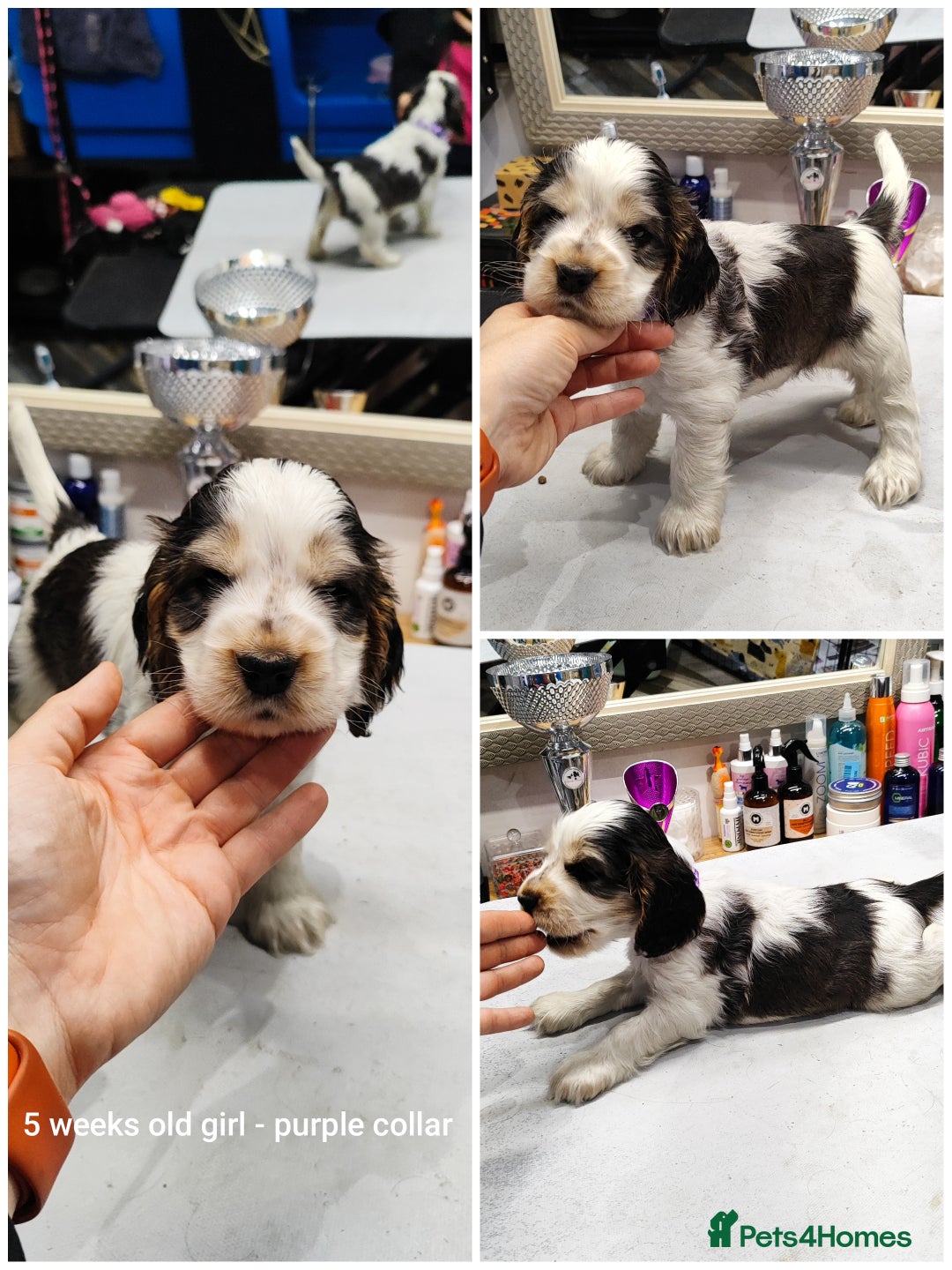 Cocker Spaniel dogs for sale: KC English Show Type Cocker Spaniel Puppies  - Image 21