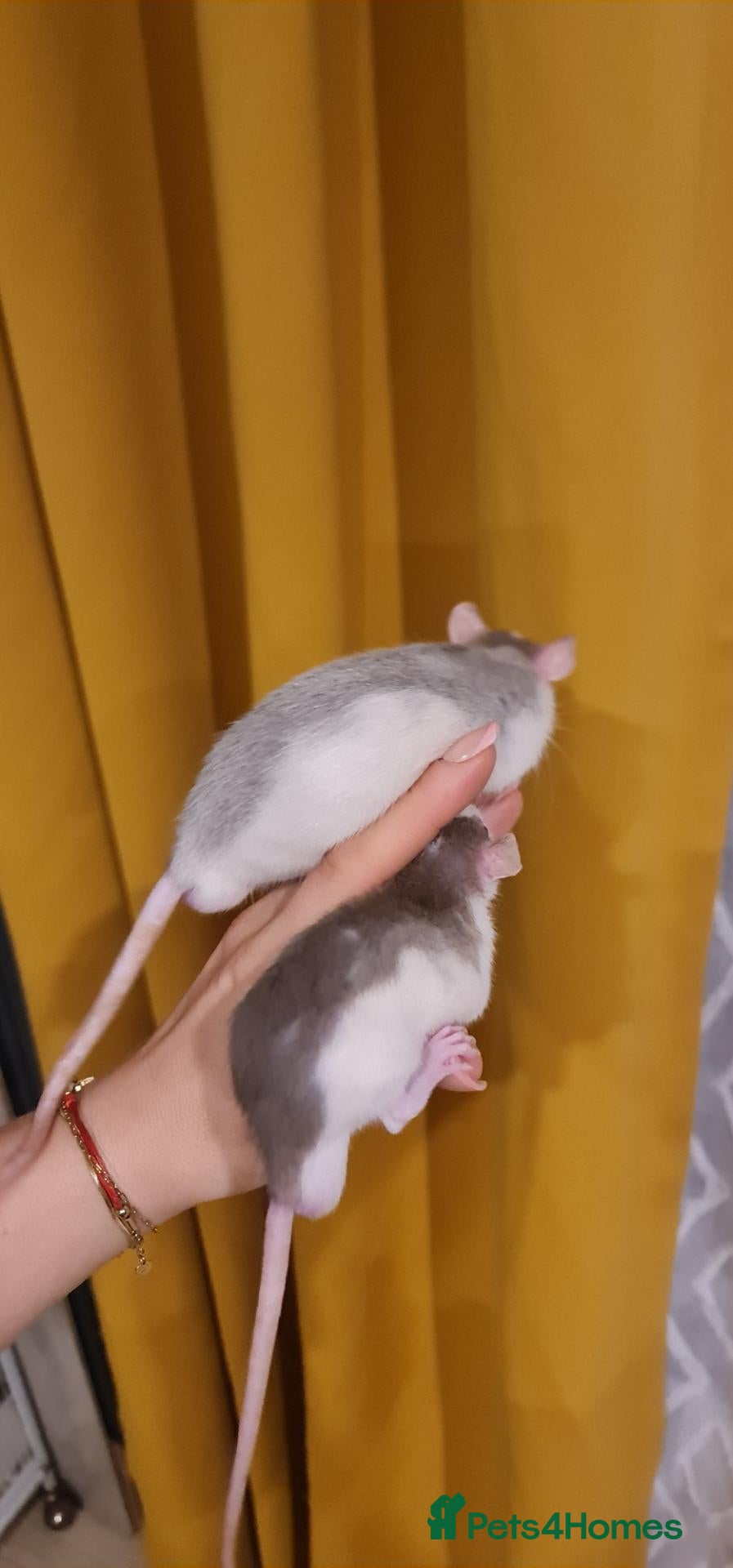 Rat rodents Little baby rats (DOB August) - Advert 2