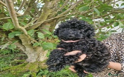 Cockapoo dogs for sale: VANASUZE SHOW TYPE F1b COCKAPOOS - Image 3