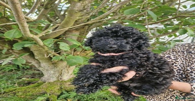 Cockapoo dogs - Advert 7