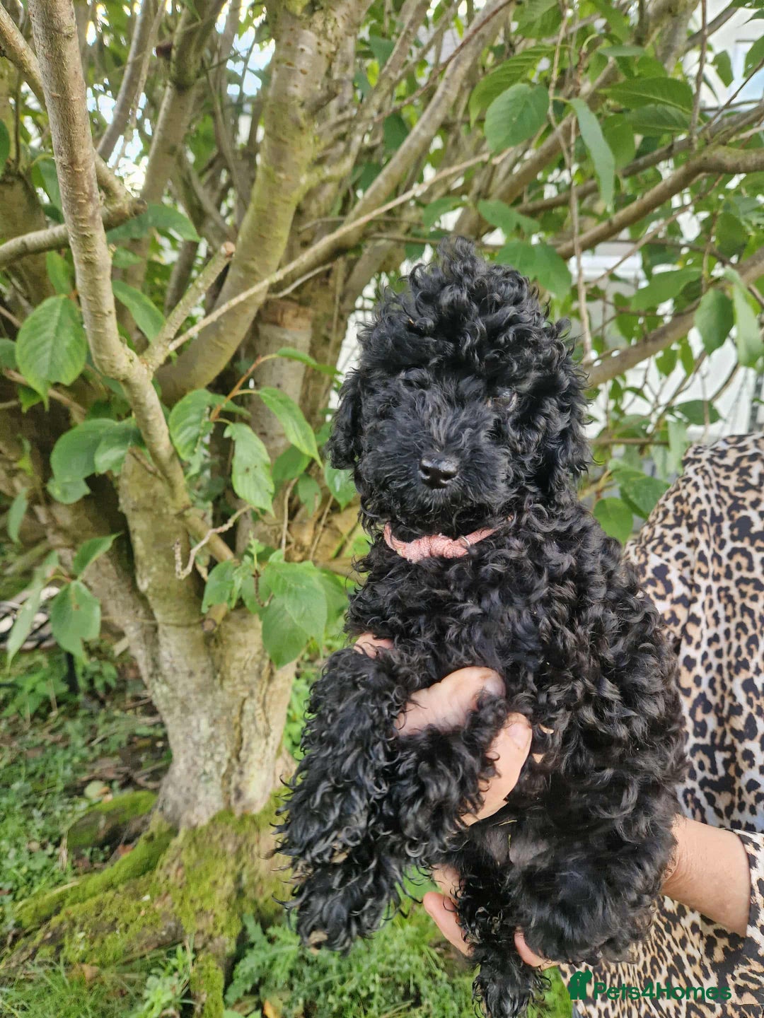 Cockapoo dogs for sale: VANASUZE SHOW TYPE F1b COCKAPOOS - Image 3