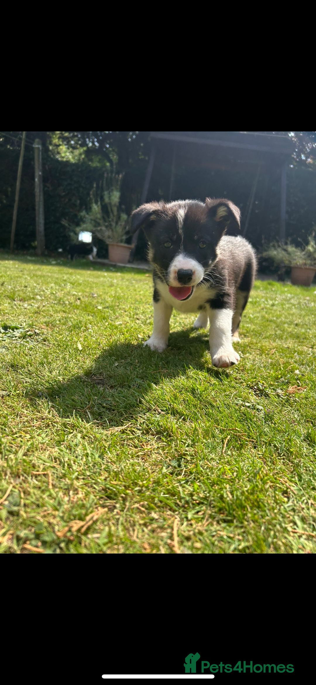 Border Collie dogs for sale: Gorgeous Border Collie Puppies  - Image 5