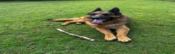 German Shepherd dogs for sale: German Shepherd - Advert 8