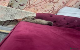 Ragdoll cats for sale: Cute ragdoll🌹🤎 - Image 7