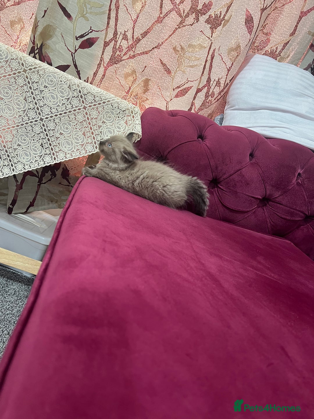 Ragdoll cats for sale: Cute ragdoll🌹🤎 - Image 7