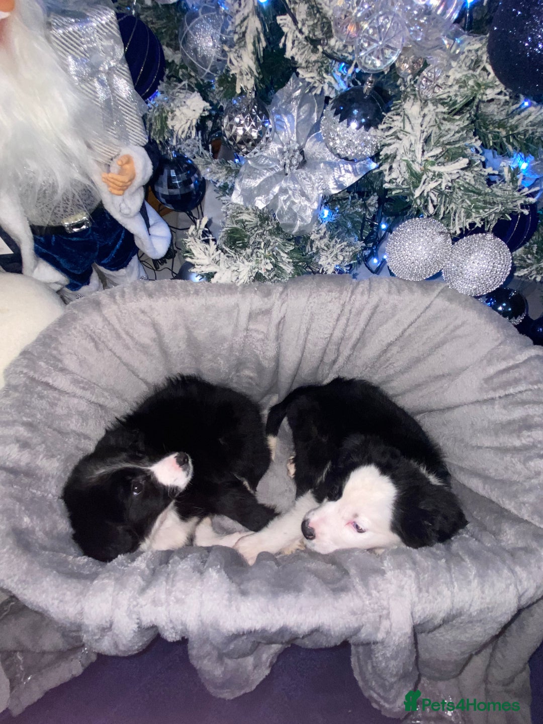 Border Collie dogs for sale: Border collie puppies  - Advert 10