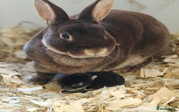 Rex rabbits for sale: Mini Rex Buck - Image 10