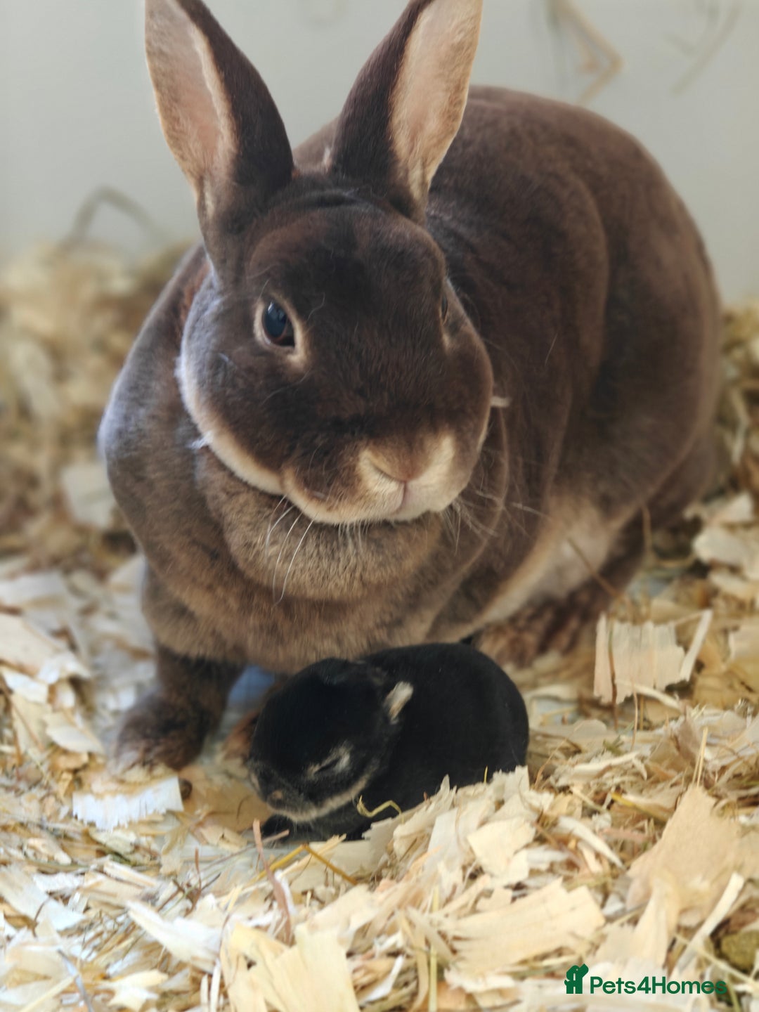 Rex rabbits for sale: Mini Rex Buck - Image 10