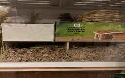 Hamster rodents for sale: Syrian hamster with bucatstate cage  - Image 9