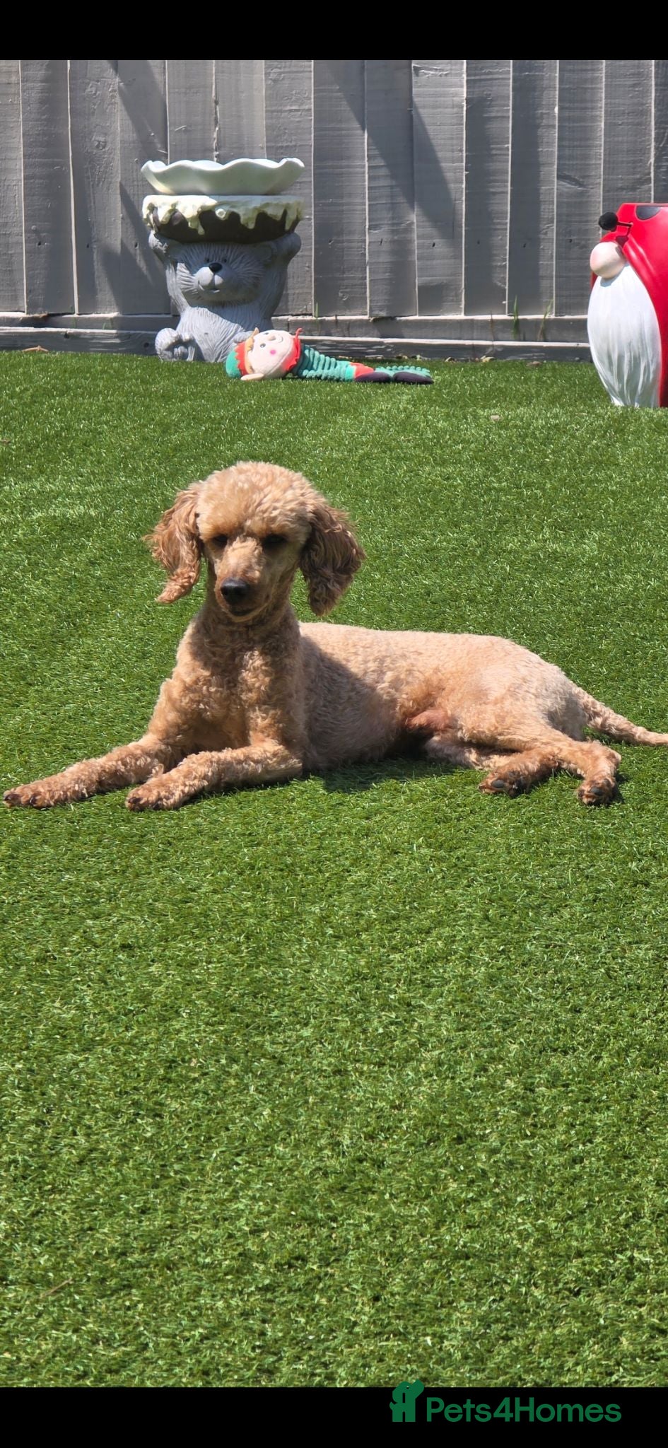 Toy Poodle dogs Toy Poodle short notice DNA tested clear PRA £150 - Advert 2