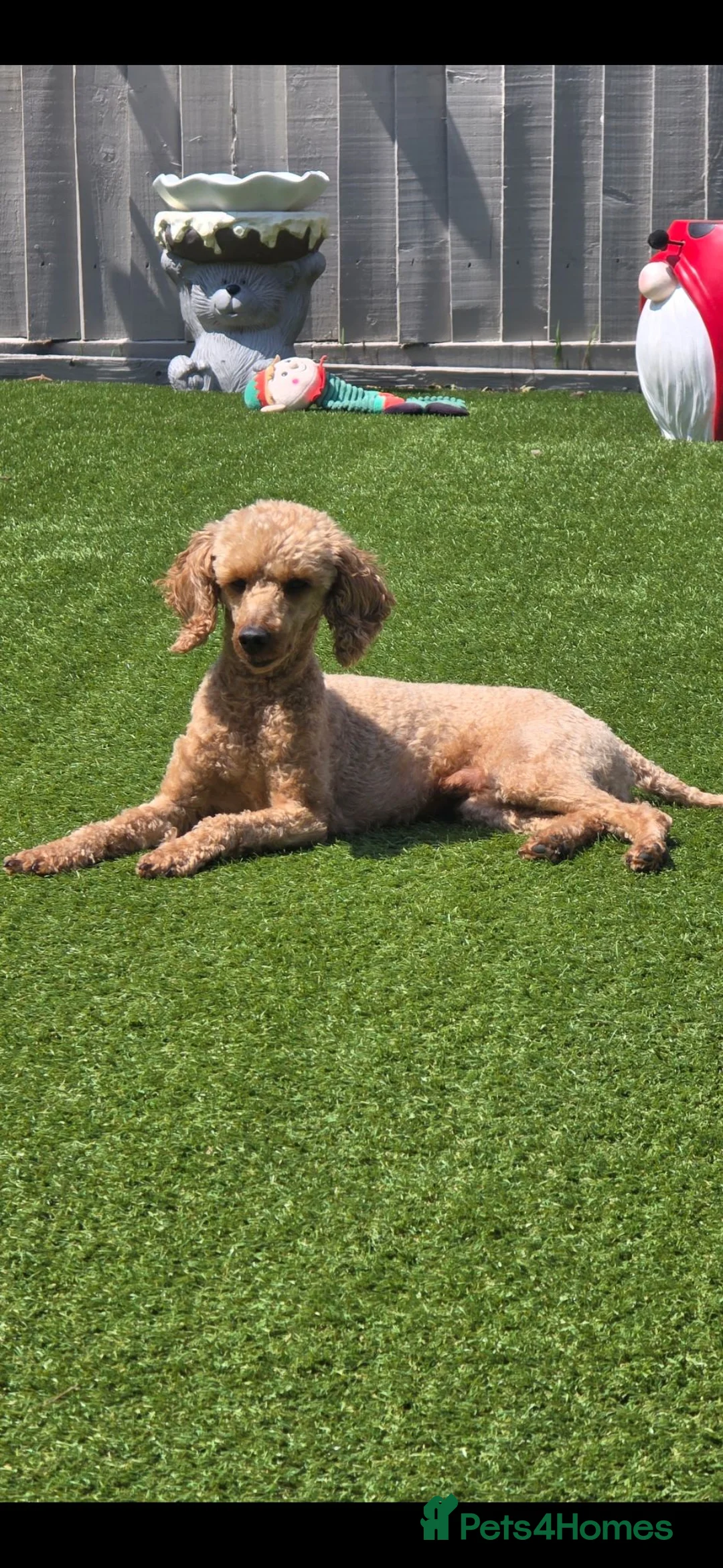 Toy Poodle dogs for stud: Toy Poodle short notice DNA tested clear PRA £150 - Advert 1