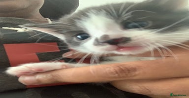 Domestic Shorthair cats 5 gorgeous kittens 🐈‍⬛  - Advert 10