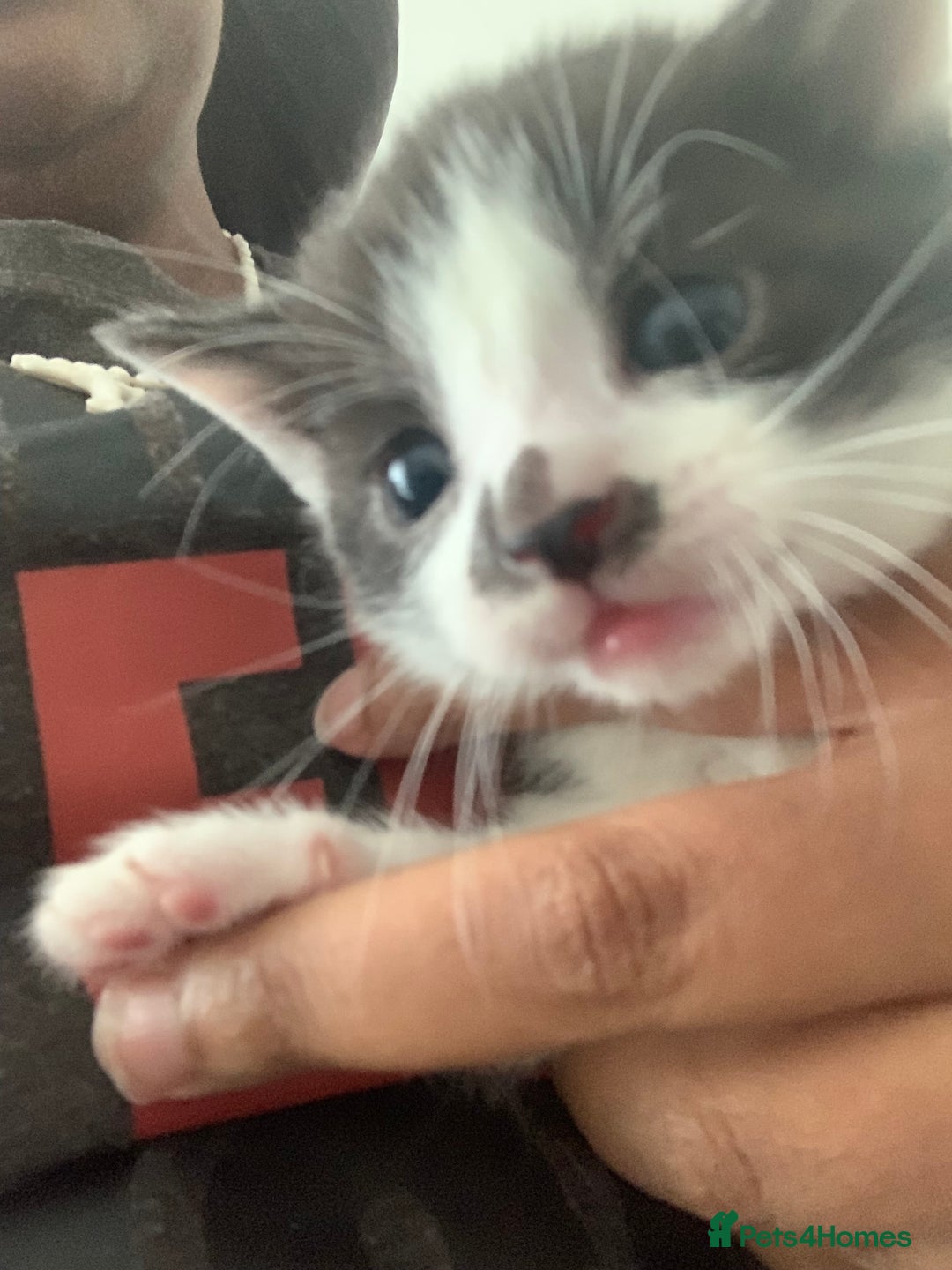 Domestic Shorthair cats for sale: 5 gorgeous kittens 🐈‍⬛  - Advert 3