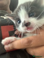 Domestic Shorthair cats 5 gorgeous kittens 🐈⬛ - Advert 2