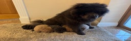 Chow Chow dogs for sale: Stunning kc reg puppies  - Advert 3