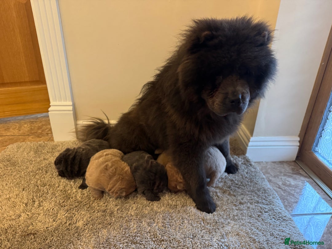 Chow Chow dogs for sale: Stunning kc reg puppies  - Advert 3