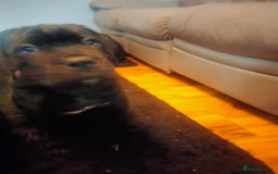 Cane Corso dogs for sale: Cane Corso puppies 14/11/25 - Image 27