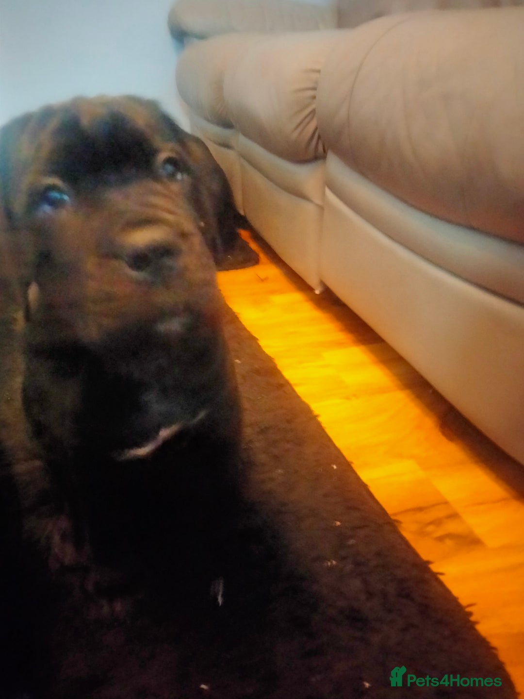 Cane Corso dogs for sale: Cane Corso puppies 14/11/25 - Image 27