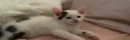 Khao Manee cats for sale: Mix breed  - Advert 6