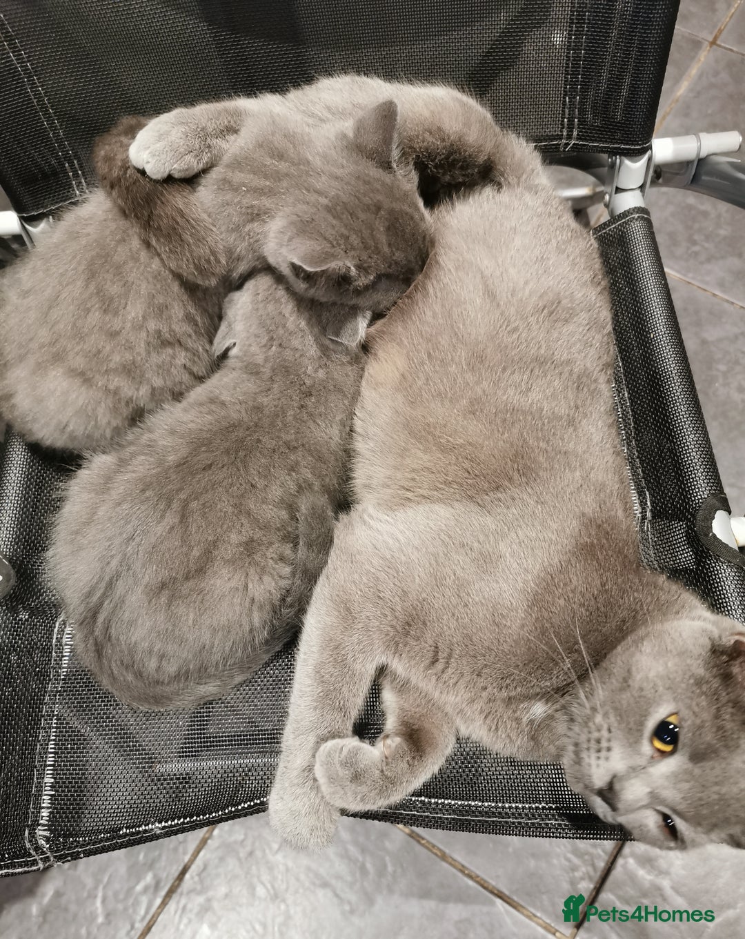 British Shorthair cats for sale: Lovely blue British shorthair kittens  - Advert 6