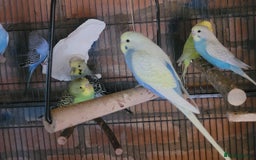 Budgerigars birds for sale: Baby Budgies  - Image 2