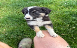 Welsh Collie dogs for sale: Stunning Welsh Border Collie Puppies – Rare Colour - Image 10